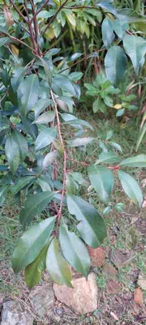 Brush cherry(Syzygium paniculatum)
