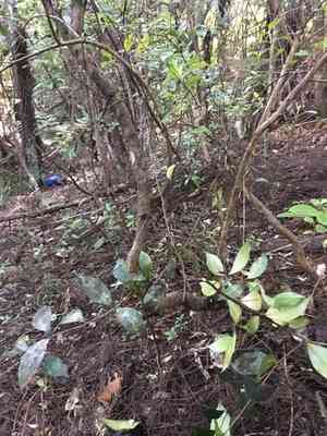 Brush cherry(Syzygium paniculatum)