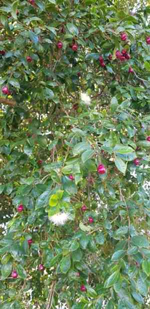 Brush cherry(Syzygium paniculatum)