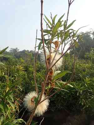 Java apple(Syzygium samarangense)