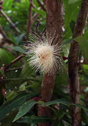 Java apple(Syzygium samarangense)