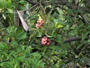 Java apple(Syzygium samarangense)