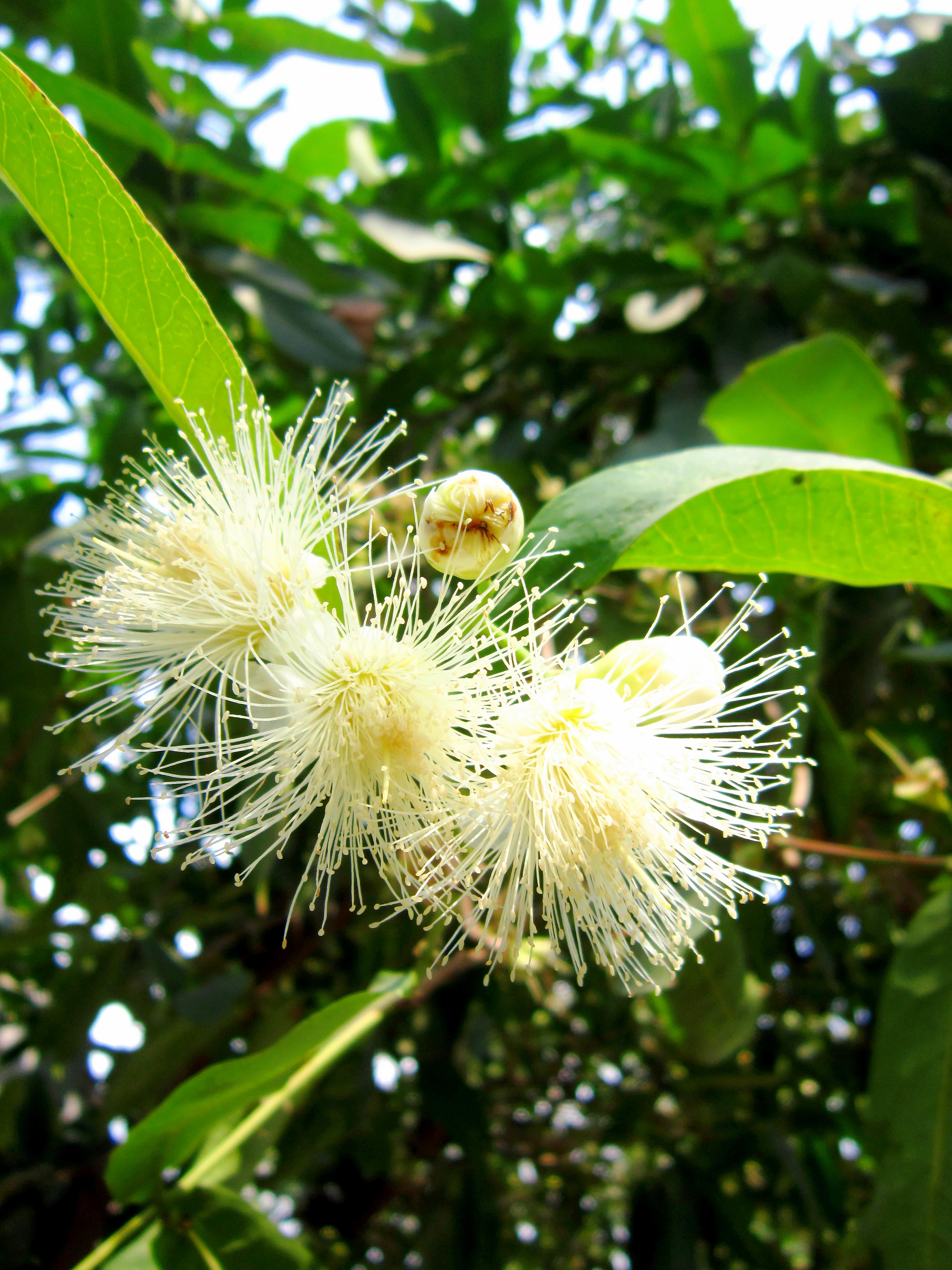 Java apple (Syzygium samarangense) Care Guide: Pests, Diseases ...