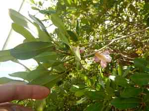 Pink trumpet tree(Tabebuia heterophylla)