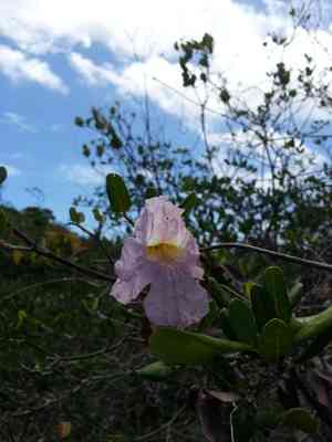 Pink trumpet tree(Tabebuia heterophylla)