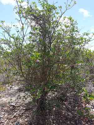 Pink trumpet tree(Tabebuia heterophylla)