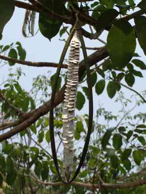 Pink trumpet tree(Tabebuia rosea)