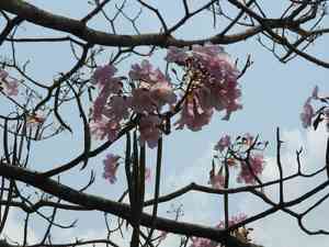 Pink trumpet tree(Tabebuia rosea)