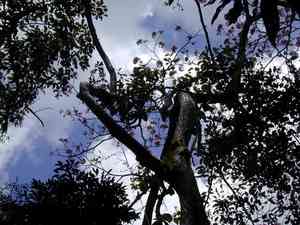 Pink trumpet tree(Tabebuia rosea)