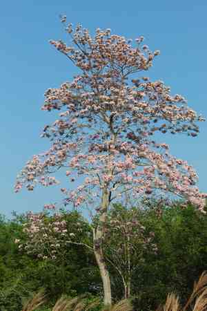 Pink trumpet tree(Tabebuia rosea)
