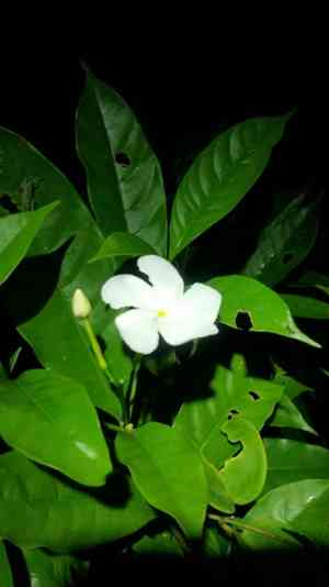 Crape jasmine(Tabernaemontana divaricata)
