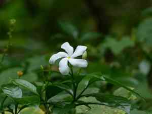 Crape jasmine(Tabernaemontana divaricata)