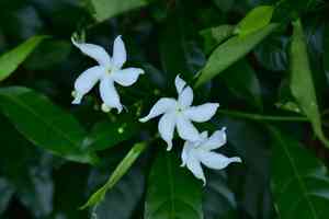 Crape jasmine(Tabernaemontana divaricata)