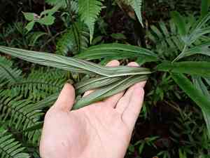 Fiji arrowroot(Tacca leontopetaloides)