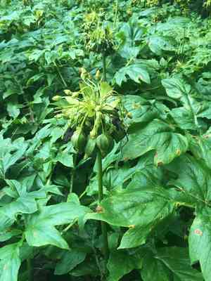 Fiji arrowroot(Tacca leontopetaloides)