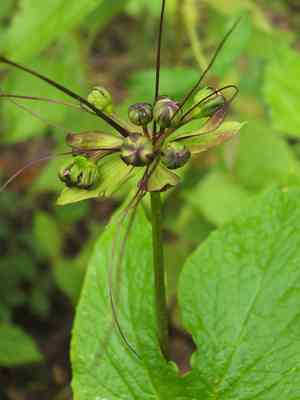 Fiji arrowroot(Tacca leontopetaloides)