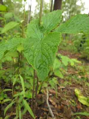 Fiji arrowroot(Tacca leontopetaloides)