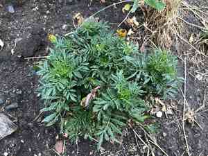 African marigold(Tagetes erecta)