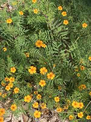 African marigold(Tagetes erecta)