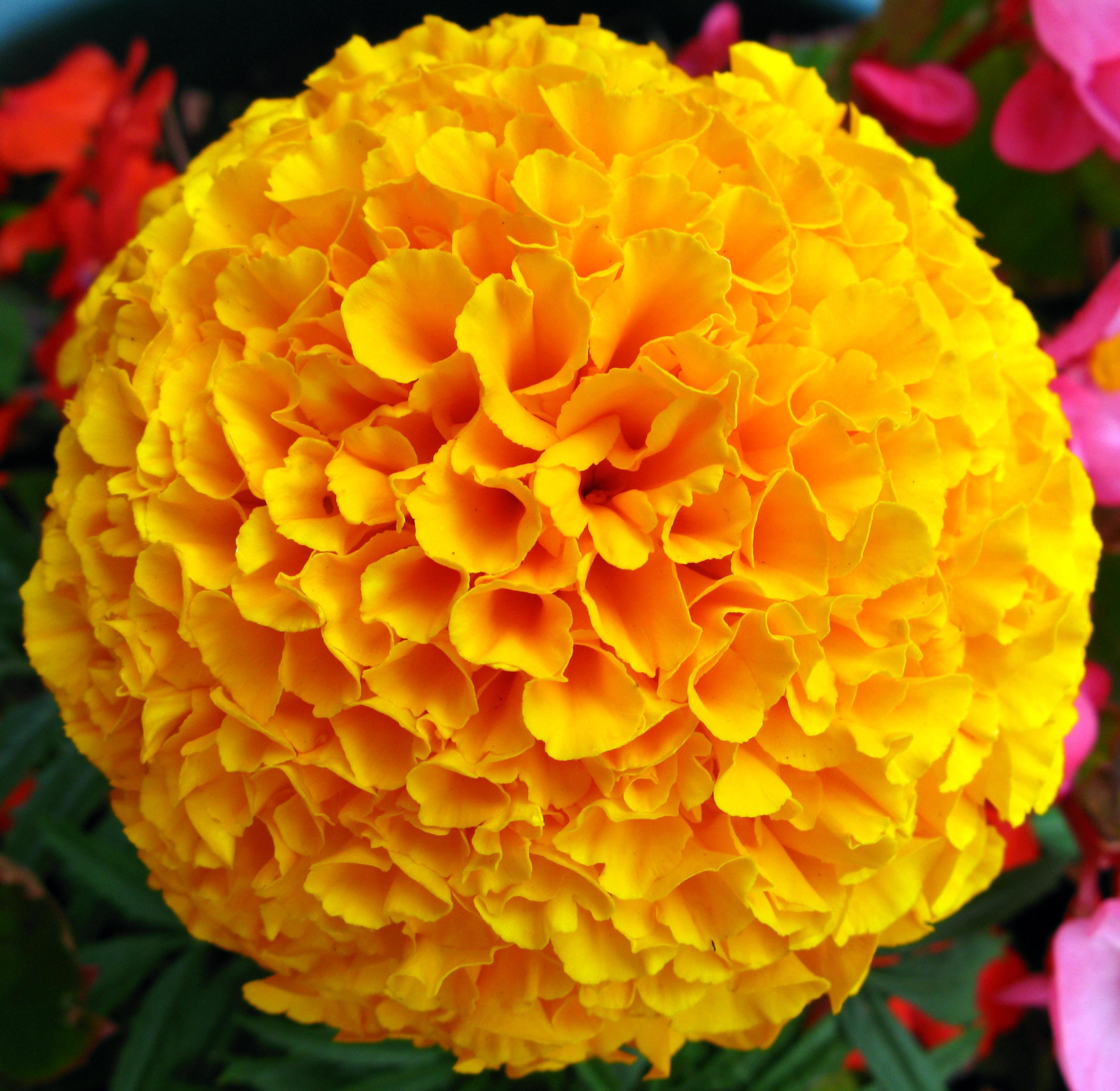 African marigold