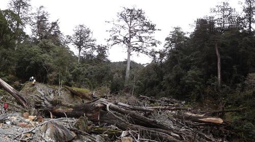 Chinese coffintree