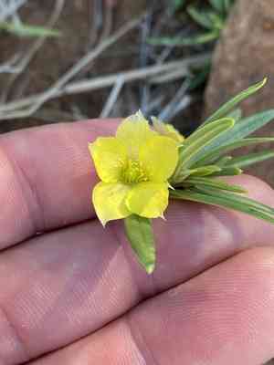Flameflower(Talinum caffrum)