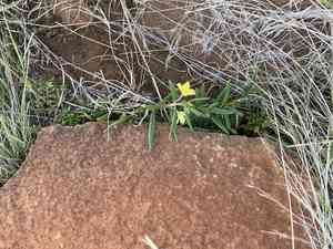 Flameflower(Talinum caffrum)