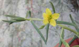 Flameflower(Talinum caffrum)