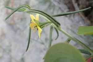 Flameflower(Talinum caffrum)