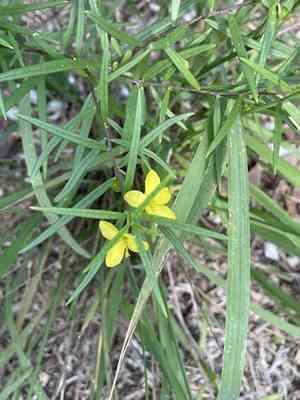 Orange fameflower(Talinum polygaloides)