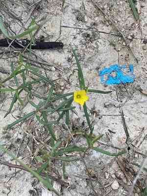 Orange fameflower(Talinum polygaloides)