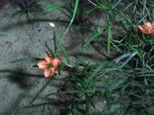 Orange fameflower(Talinum polygaloides)