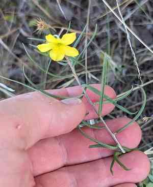 Orange fameflower(Talinum polygaloides)