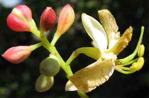 Tamarind (Tamarindus)(Tamarindus)
