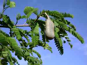 Tamarind (Tamarindus)(Tamarindus)