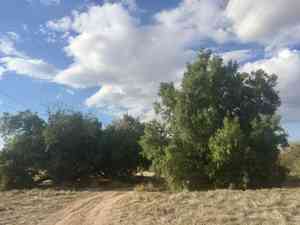 Athel tamarisk(Tamarix aphylla)