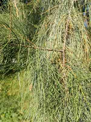Athel tamarisk(Tamarix aphylla)