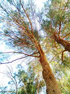 Athel tamarisk(Tamarix aphylla)