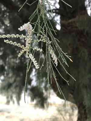 Athel tamarisk(Tamarix aphylla)