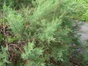 Canary islands tamarisk(Tamarix canariensis)