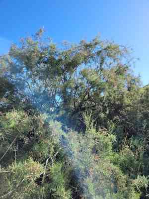 Canary islands tamarisk(Tamarix canariensis)