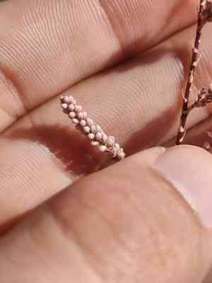 Canary islands tamarisk(Tamarix canariensis)