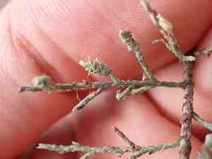 Canary islands tamarisk(Tamarix canariensis)