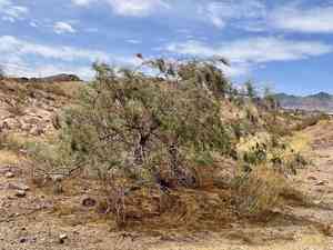 Five-stamen tamarisk(Tamarix chinensis)