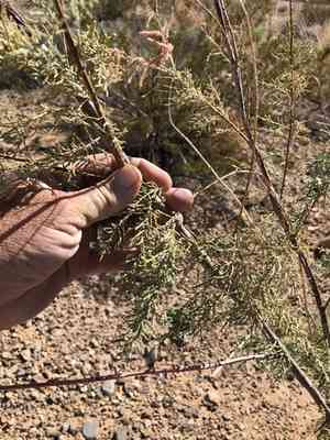 Five-stamen tamarisk(Tamarix chinensis)