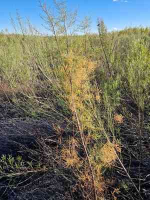 Five-stamen tamarisk(Tamarix chinensis)