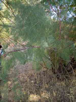 Five-stamen tamarisk(Tamarix chinensis)