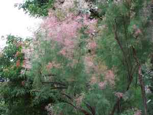 Tamarisk(Tamarix ramosissima)