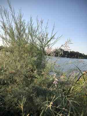Tamarisk(Tamarix ramosissima)