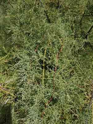 Tamarisk(Tamarix ramosissima)